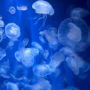 ヒメ日記 2025/11/05 14:48 投稿 三田せな【PREMIUM】 素人専門　街角レディ