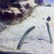 ヒメ日記 2025/11/05 17:18 投稿 三田せな【PREMIUM】 素人専門　街角レディ