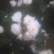 ヒメ日記 2025/11/23 16:48 投稿 三田せな【PREMIUM】 素人専門　街角レディ