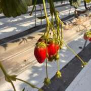 長崎ここの【PREMIUM】 こんばんは🫧 素人専門　街角レディ