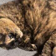 ヒメ日記 2025/11/14 01:43 投稿 坂本まゆ プランタン大塚