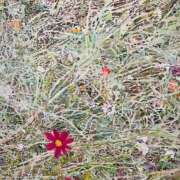 ヒメ日記 2025/11/03 09:39 投稿 よしの sweet kiss