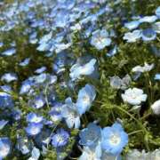 ヒメ日記 2025/11/17 18:19 投稿 よしの sweet kiss