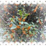 ヒメ日記 2025/11/06 12:00 投稿 きい カワサキEROTIC（ソープランド）