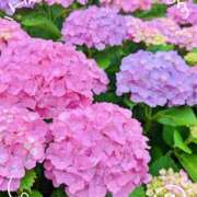 ヒメ日記 2026/06/10 16:50 投稿 一条 おふくろ