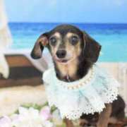 ヒメ日記 2025/11/21 17:22 投稿 ゆりの ふぞろいの人妻たち