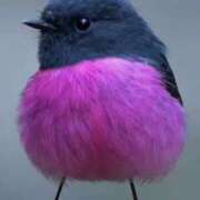 ゆりの あけましておめでとうございます ふぞろいの人妻たち