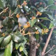 ヒメ日記 2025/10/27 07:50 投稿 月夜える 奴隷志願！変態調教飼育クラブ梅田店