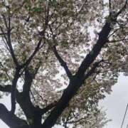 ヒメ日記 2026/04/01 23:07 投稿 かりな 熟女デリヘル倶楽部