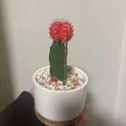 ヒメ日記 2025/12/23 06:00 投稿 千反田 BBW鶯谷店