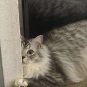 ヒメ日記 2026/02/22 17:43 投稿 しゅうか PINK ROOM（ピンクルーム）