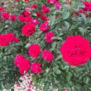 みく おはよう🫶🏻 三つ乱本館