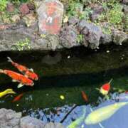 ヒメ日記 2025/11/07 22:23 投稿 こよみ ルピナスパルフェ