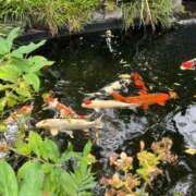 ヒメ日記 2025/11/11 22:00 投稿 こよみ ルピナスパルフェ