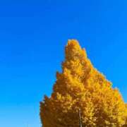 ヒメ日記 2025/11/24 17:23 投稿 こよみ ルピナスパルフェ