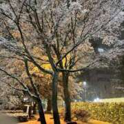 ヒメ日記 2025/12/06 06:44 投稿 こよみ ルピナスパルフェ