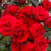 ヒメ日記 2025/12/14 08:24 投稿 こよみ ルピナスパルフェ