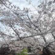 ヒメ日記 2026/03/30 15:50 投稿 樋口 麻里奈 クラブアイリス大阪