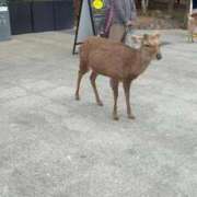 ヒメ日記 2026/04/07 17:30 投稿 森田ふたば 全裸革命orおもいっきり痴漢電車