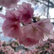 ヒメ日記 2026/03/09 17:02 投稿 みく ごほうびSPA 大阪店