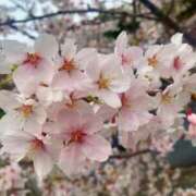 ヒメ日記 2026/03/15 17:05 投稿 みく ごほうびSPA 大阪店