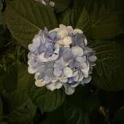 ヒメ日記 2026/06/15 22:36 投稿 すずな VIVIDCREW十三店