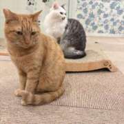 ヒメ日記 2025/11/02 00:54 投稿 あんな(22) タレント倶楽部プレミアム