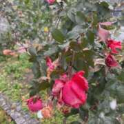 ヒメ日記 2026/01/11 13:04 投稿 理歩(りほ) 五十路エステハイブリッド(カサブランカグループ)