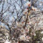 ヒメ日記 2026/02/23 17:06 投稿 理歩(りほ) 五十路エステハイブリッド(カサブランカグループ)