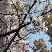ヒメ日記 2026/03/27 16:44 投稿 理歩(りほ) 五十路エステハイブリッド(カサブランカグループ)