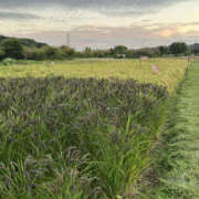 ヒメ日記 2025/10/28 13:35 投稿 あゆむ 奥鉄オクテツ東京店（デリヘル市場）