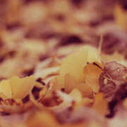 ヒメ日記 2025/11/07 23:56 投稿 和香【わか】 人妻日和(久喜)