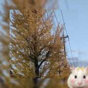 ヒメ日記 2025/11/12 07:18 投稿 和香【わか】 人妻日和(久喜)