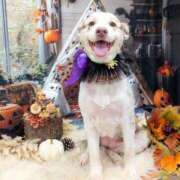 ヒメ日記 2025/10/25 22:16 投稿 めぐみ 熟女の風俗アウトレット　大高・大府店