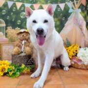 ヒメ日記 2025/10/28 20:16 投稿 めぐみ 熟女の風俗アウトレット　大高・大府店