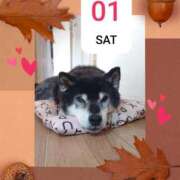 ヒメ日記 2025/11/01 08:16 投稿 めぐみ 熟女の風俗アウトレット　大高・大府店