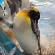 ヒメ日記 2026/01/21 15:54 投稿 ふわな G-SCANDAL