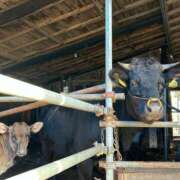 あゆむ 黒毛和牛 奥鉄オクテツ神奈川店（デリヘル市場グループ）