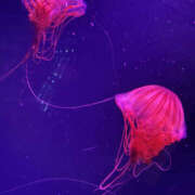 ヒメ日記 2025/11/29 00:17 投稿 るい Sexy Club 月TOKYO