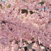 ヒメ日記 2026/03/12 20:54 投稿 りりか Sexy Club 月TOKYO