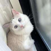 りな ごめんなさい 池袋人妻ヒットパレード（シンデレラグループ）