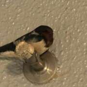 ヒメ日記 2026/04/08 10:28 投稿 繭(まゆ) PLUS十三店