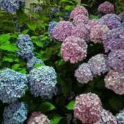 ヒメ日記 2026/05/30 21:28 投稿 繭(まゆ) PLUS十三店