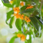 【新人イベント】さえ ありがとう♡ ごほうびSPA千葉店