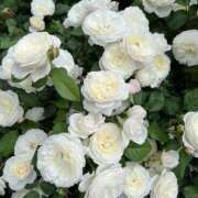 ヒメ日記 2025/11/01 03:21 投稿 リーサ ピンクコレクション大阪