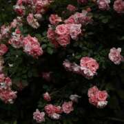 ヒメ日記 2026/01/05 18:53 投稿 リーサ ピンクコレクション大阪