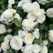 ヒメ日記 2026/02/12 02:11 投稿 リーサ ピンクコレクション大阪