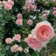 ヒメ日記 2026/01/23 00:39 投稿 リーサ ピンクコレクション大阪キタ店