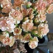 ヒメ日記 2026/03/23 02:49 投稿 リーサ ピンクコレクション大阪キタ店