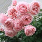 ヒメ日記 2026/03/30 13:53 投稿 リーサ ピンクコレクション大阪キタ店